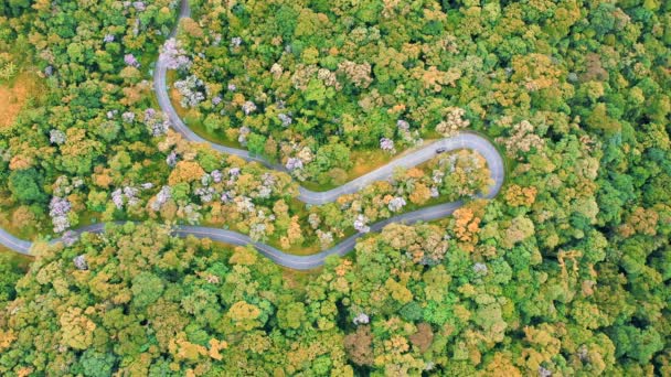 Flygfoto Bil Som Kör Genom Skogen Landsvägen Estrada Graciosa Brasilien — Stockvideo