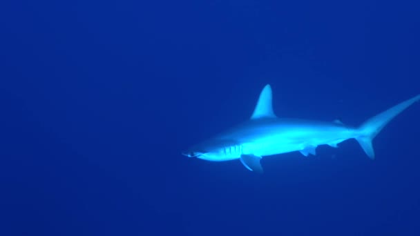 Squalo Martello Nel Blu Profondo — Video Stock