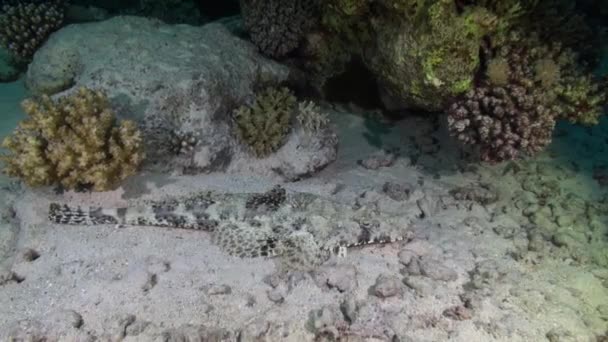 Pez Cocodrilo Arrecife Del Mar Rojo — Vídeo de stock