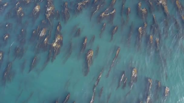 Luftaufnahme Von Kelp Bei Sanftem Wellengang — Stockvideo