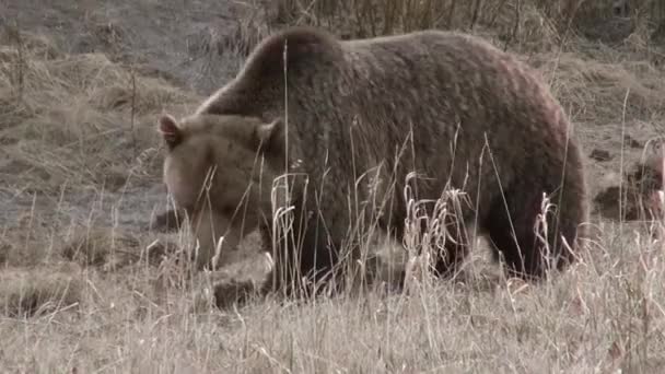 Collarded Grizzly Camina Hacia Cámara — Vídeos de Stock