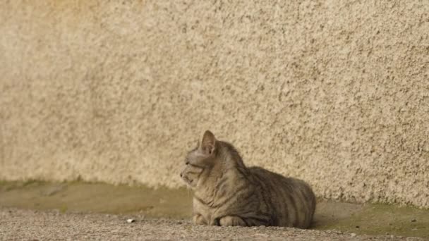 猫冷了 看着相机 慢动作 — 图库视频影像