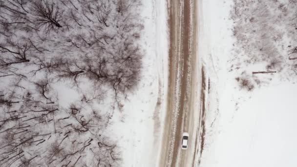 Couple Going Romantic Walk Winter Forest While Enjoying Hot Coffee — Vídeo de stock