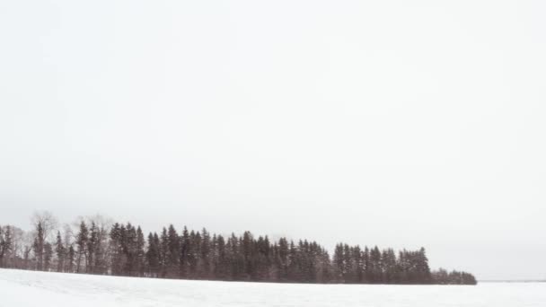 Couple Going Romantic Walk Winter Forest While Enjoying Hot Coffee — Vídeo de stock