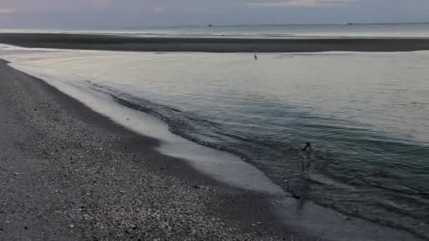 Sandpiper Walking Waves Searching Food Cropped — Αρχείο Βίντεο