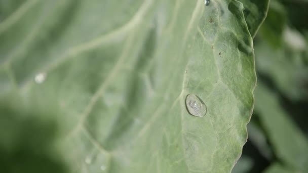 Moving Water Cabbage — Stockvideo