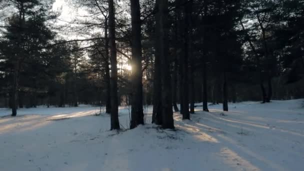 Orange Sun Shining Trees Forest Covered Snow Winter Tracking Left — Stock video
