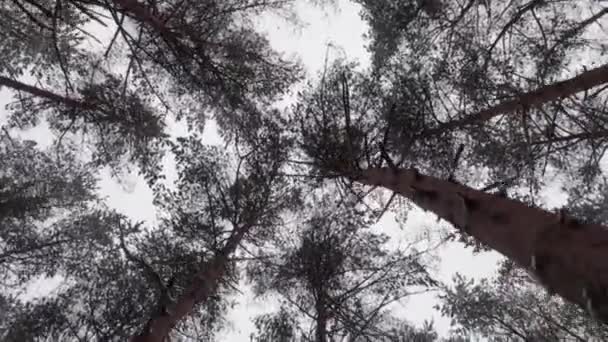 Walking Shot Forest Winter While Looking Pine Treetops Bright White — Stok video