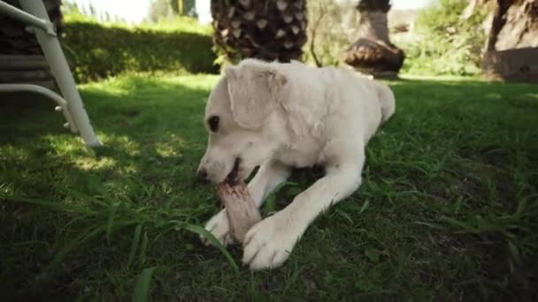 White Dog Playing Backyard — Stockvideo