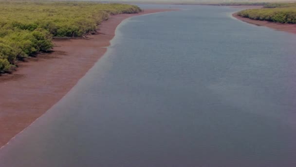 Mangroves Salt Tolerant Trees Life Harsh Coastal Conditions Aerial Flight — Stockvideo