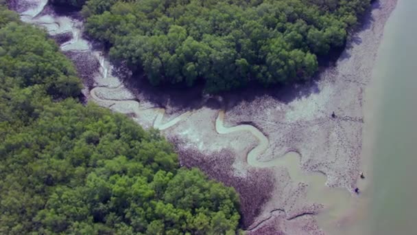 Top View Mangroves Forest Its Coastline West Coast India — Vídeo de Stock