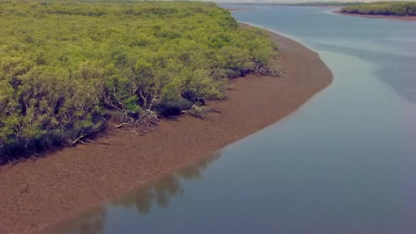 Mangroves Salt Tolerant Trees Life Harsh Coastal Conditions Aerial Flight — Video Stock
