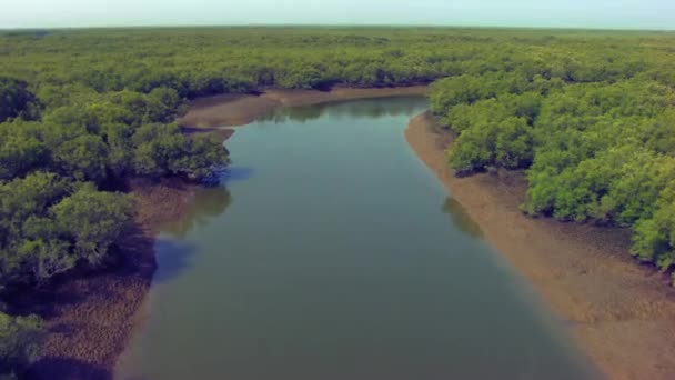 Heading Big Mangroves Forest Lake Reflecting Sun Water — Vídeo de Stock