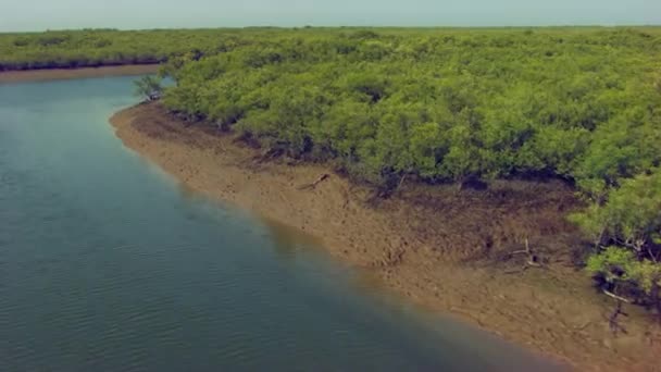 Close Aerial Flight Shrub Tree Shores Rivers — Stok video