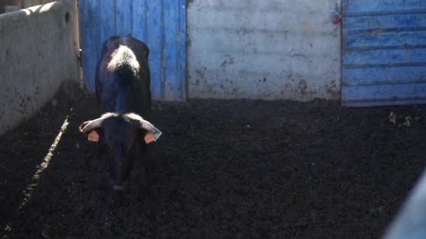 Cow Looking Mad Camera — Vídeo de Stock