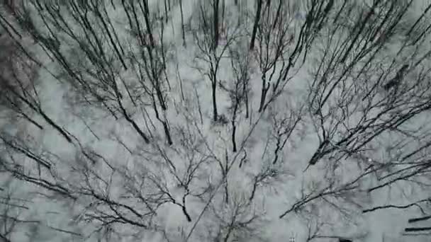 Drone Footage Trees Snow — Αρχείο Βίντεο