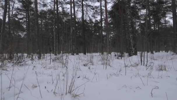 Moving Shot Simulating Drone Taking Ground Snowy Pine Forest Winter — Stock video