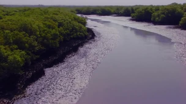 Follow Lake Surrounded Big Mangroves Forest — Vídeos de Stock