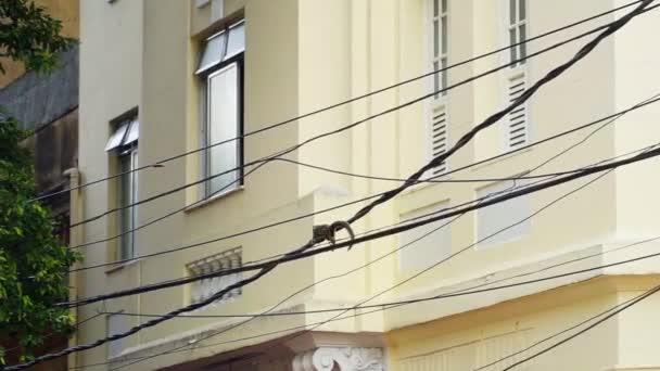 Monkey Running Cables Rio Janeiro Brazil — Stockvideo