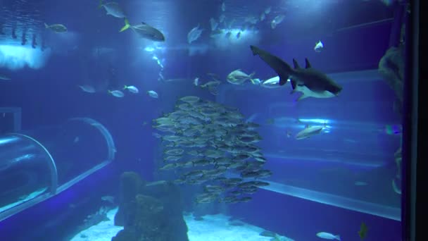 Video Clip Aquarium Museum — 图库视频影像