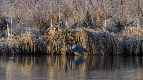 Great Blue Heron Wading River — Vídeo de Stock