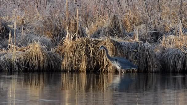 Great Blue Heron Trying Catch Fish — Vídeo de Stock