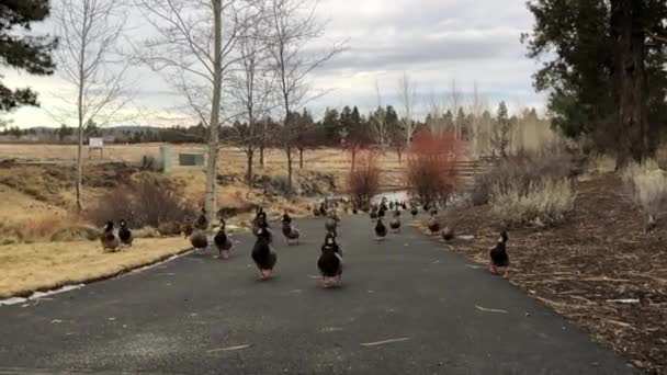 Ducks Walking Uphill Trail — Stok Video