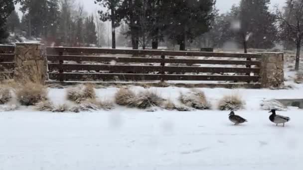 Ducks Walking Street Snowstorm — Vídeos de Stock