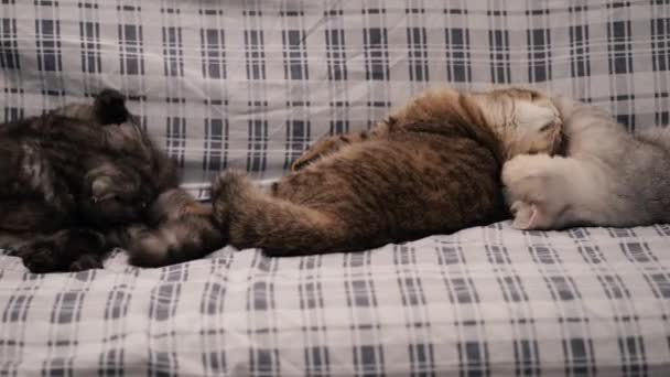 Cute Kittens Playing Couch — ストック動画