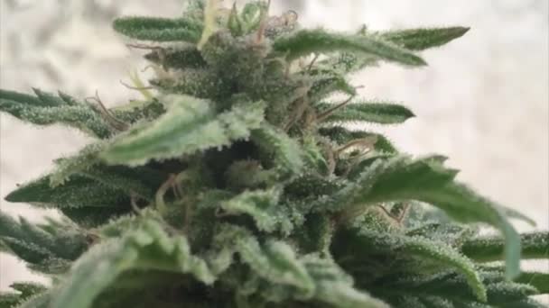 Close View Green Flowered Marijuana Plant Leafs Visible Glassy Pistills — Stockvideo