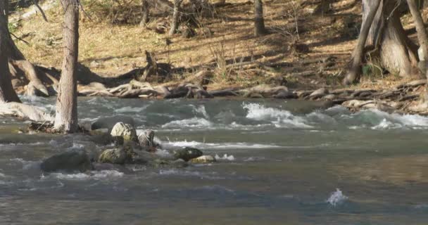 Shot Guadalupe River Long Lens — Wideo stockowe