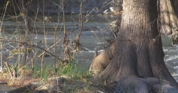 Base Tree Bank Guadalupe River Central Texas — Wideo stockowe