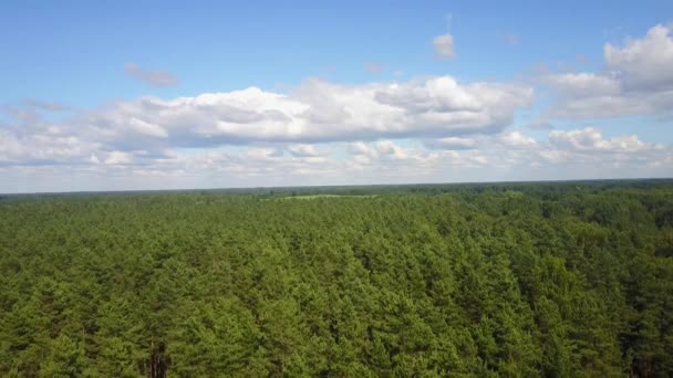 Forest Landscape Aerial View Temperate Coniferous Forests Found Predominantly Areas — Video Stock