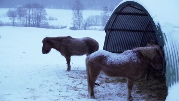 Horses Standing Blizzard Norway Close — Vídeo de stock