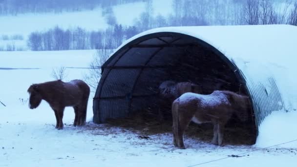 Horses Standing Blizzard Norway — Vídeos de Stock