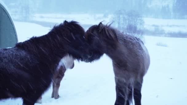 Horses Kissing Each Other Showing Love Cold Blizzard Norway — Stock videók