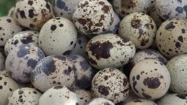 Quail Eggs Considered Delicacy Many Parts World Including Asia Europe — Stock video