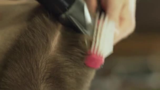 Barber Trims His Client Hair Using Scissors Comb Close Video — Stok video