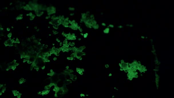 Fungo Bioluminescente Panellus Stipticus Brilha Noite Durante Sua Fase Primordial — Vídeo de Stock
