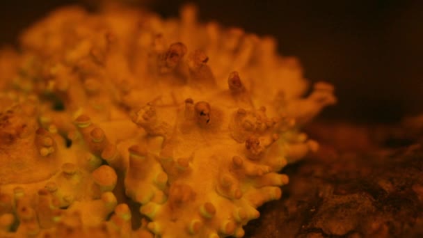 Fungo Bioluminescente Panellus Stipticus Brilha Levemente Crepúsculo Ondas Primordiais — Vídeo de Stock