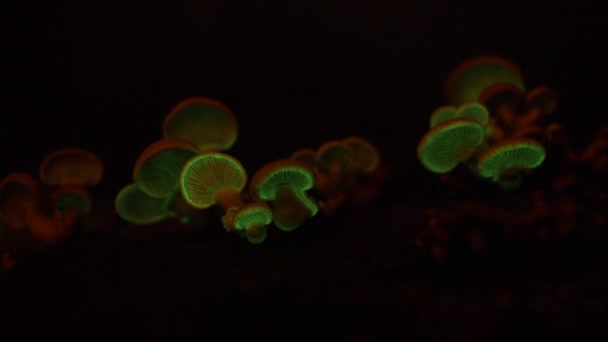 Fungo Bioluminescente Panellus Stipticus Brilha Crepúsculo Cogumelos Expandem Depois Murcham — Vídeo de Stock
