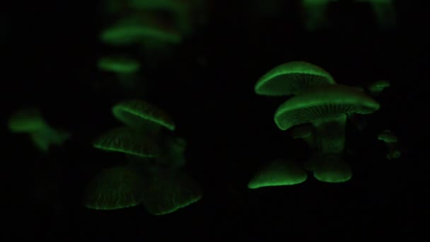 Bioluminescent Fungus Panellus Stipticus Glows Night — 비디오