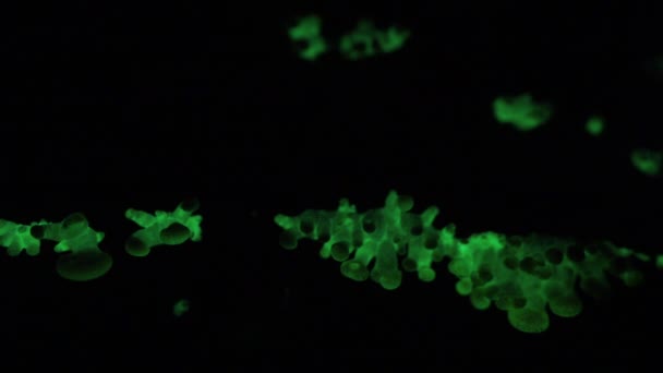 Bioluminescencyjny Grzyb Panellus Stipticus Świeci Ciemności Nocy — Wideo stockowe