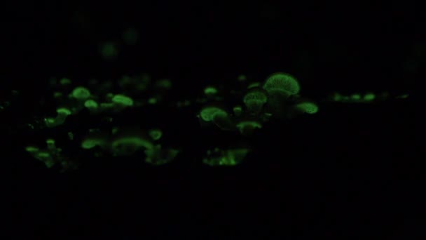 Bioluminescent Fungus Panellus Stipticus Goes Dark Night — Stockvideo