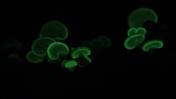 Bioluminescent Fungus Panellus Stipticus Glows Night Glow Steadily Glow Dies — Stock video