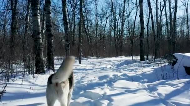 Pet Husky Wolf Dog Explores Forest Cold Sunny Winter Day — Stock videók