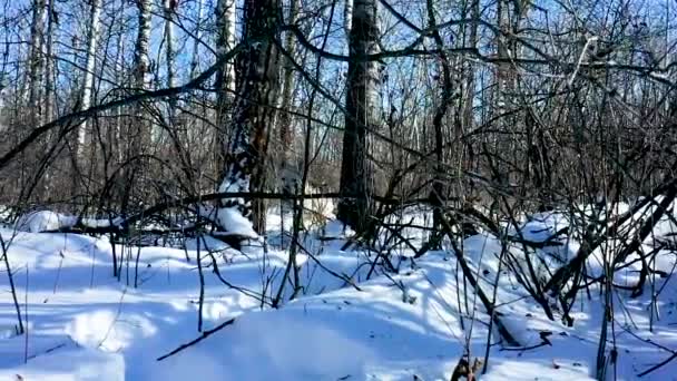 Pet Husky Wolf Dog Explores Forest Cold Sunny Winter Day — Video Stock