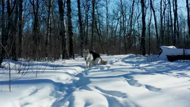 Pet Husky Wolf Dog Explores Forest Cold Sunny Winter Day — Stockvideo