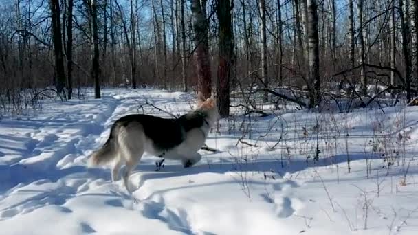 Pet Husky Wolf Dog Explores Forest Cold Sunny Winter Day — Αρχείο Βίντεο