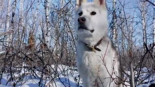 Pet Husky Wolf Dog Explores Forest Cold Sunny Winter Day — Stock video